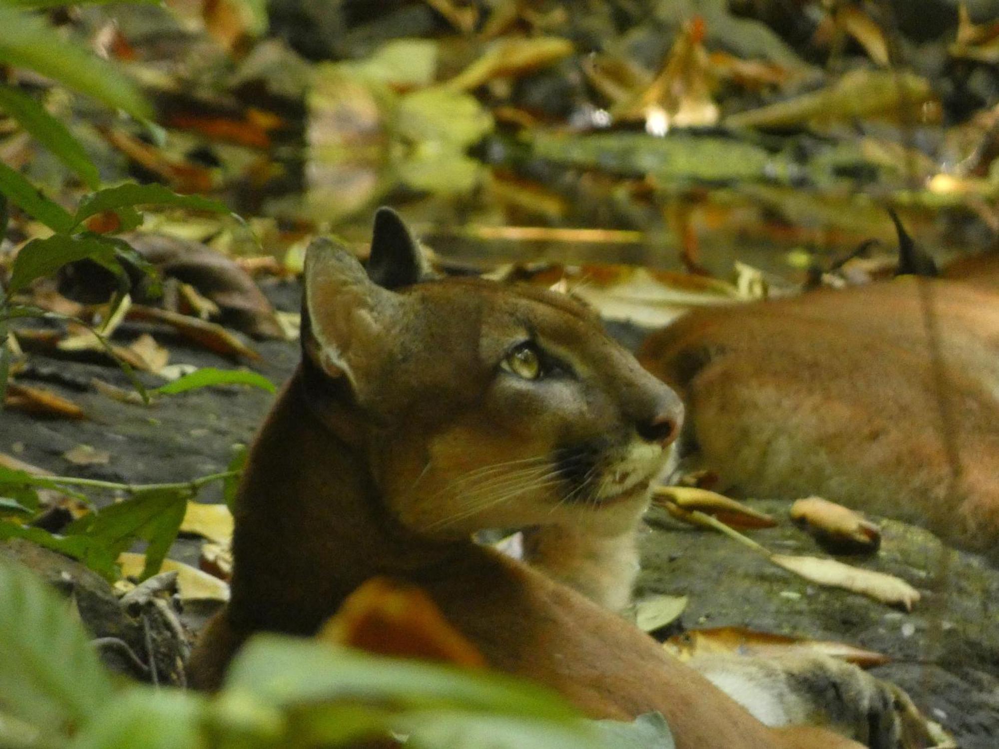 Corcovado Wilderness Lodge By Scp San Pedrillo المظهر الخارجي الصورة